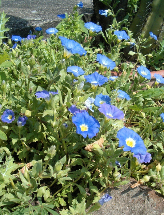 25 BLUE CHILEAN BELLFLOWER Nolana Paradoxa Succulent Ground Cover Flower Seeds