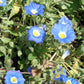 25 BLUE CHILEAN BELLFLOWER Nolana Paradoxa Succulent Ground Cover Flower Seeds