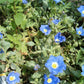 25 BLUE CHILEAN BELLFLOWER Nolana Paradoxa Succulent Ground Cover Flower Seeds