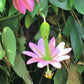 10 BANANA PASSION FRUIT Pink Passion Flower Passiflora Mollissima Yellow Skin Orange Pulp Vine Seeds