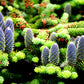 30 BALSAM FIR Tree Abies Balsamea Christmas Tree Silver Pine Canadian Fir Native Evergreen Seeds