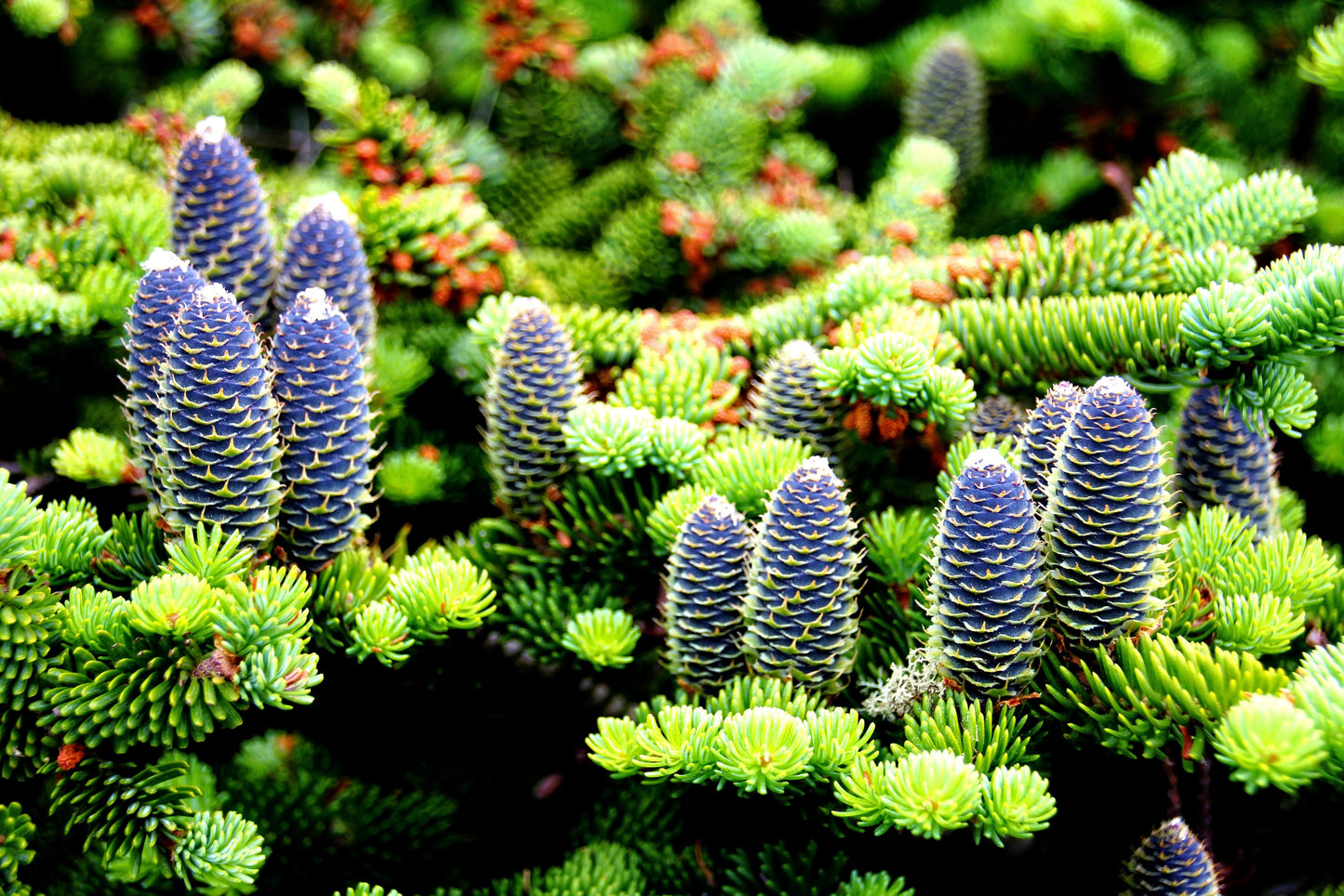 Grow Your Own CHRISTMAS TREE - Balsam Fir ( Abies Balsamea ) Gift Packet of Tree Seeds