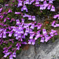50 ALPINE PENSTEMON Davidsonii Davidson's Beardtongue Purple Flower Seeds