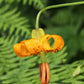20 COLUMBIAN TIGER LILY Oregon Lily Lilium Columbianum syn. Canadense Parviflorum Orange Maroon Spotted Native Flower Seeds