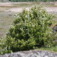 20 SASKATOON SERVICEBERRY aka Western, Pacific, Juneberry, Shadbush Amelanchier Alnifolia Native Edible Purple Berry Fruit White Flower Shrub Seeds