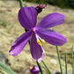 20 GRASSWIDOW Purple-Eyed Grass Sisyrinchium Inflatum syn. Olsynium Douglasii Grass Widows Reddish Purple Ornamental Grass Flower Seeds