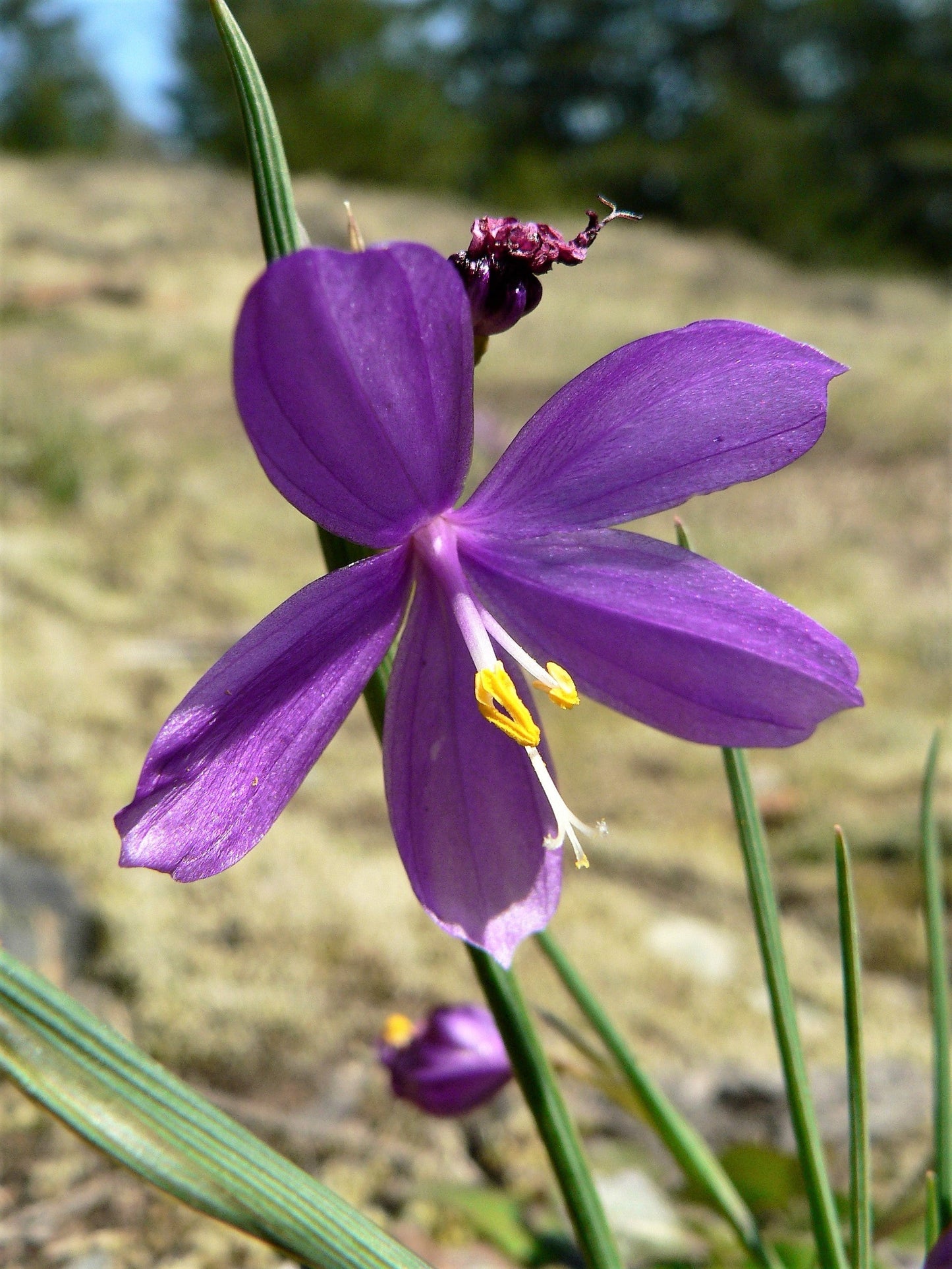 20 GRASSWIDOW Purple-Eyed Grass Sisyrinchium Inflatum syn. Olsynium Douglasii Grass Widows Reddish Purple Ornamental Grass Flower Seeds