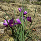 20 GRASSWIDOW Purple-Eyed Grass Sisyrinchium Inflatum syn. Olsynium Douglasii Grass Widows Reddish Purple Ornamental Grass Flower Seeds