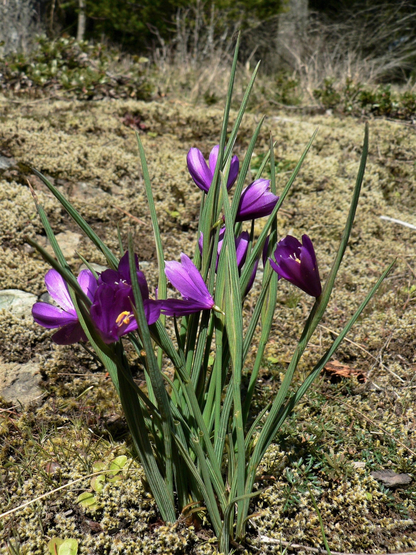 20 GRASSWIDOW Purple-Eyed Grass Sisyrinchium Inflatum syn. Olsynium Douglasii Grass Widows Reddish Purple Ornamental Grass Flower Seeds