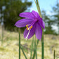 20 GRASSWIDOW Purple-Eyed Grass Sisyrinchium Inflatum syn. Olsynium Douglasii Grass Widows Reddish Purple Ornamental Grass Flower Seeds