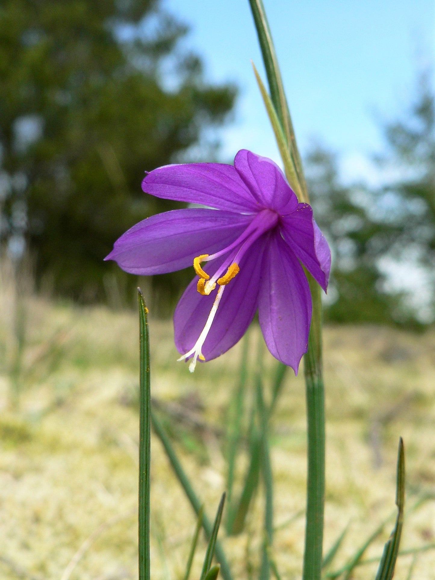 20 GRASSWIDOW Purple-Eyed Grass Sisyrinchium Inflatum syn. Olsynium Douglasii Grass Widows Reddish Purple Ornamental Grass Flower Seeds