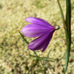 20 GRASSWIDOW Purple-Eyed Grass Sisyrinchium Inflatum syn. Olsynium Douglasii Grass Widows Reddish Purple Ornamental Grass Flower Seeds