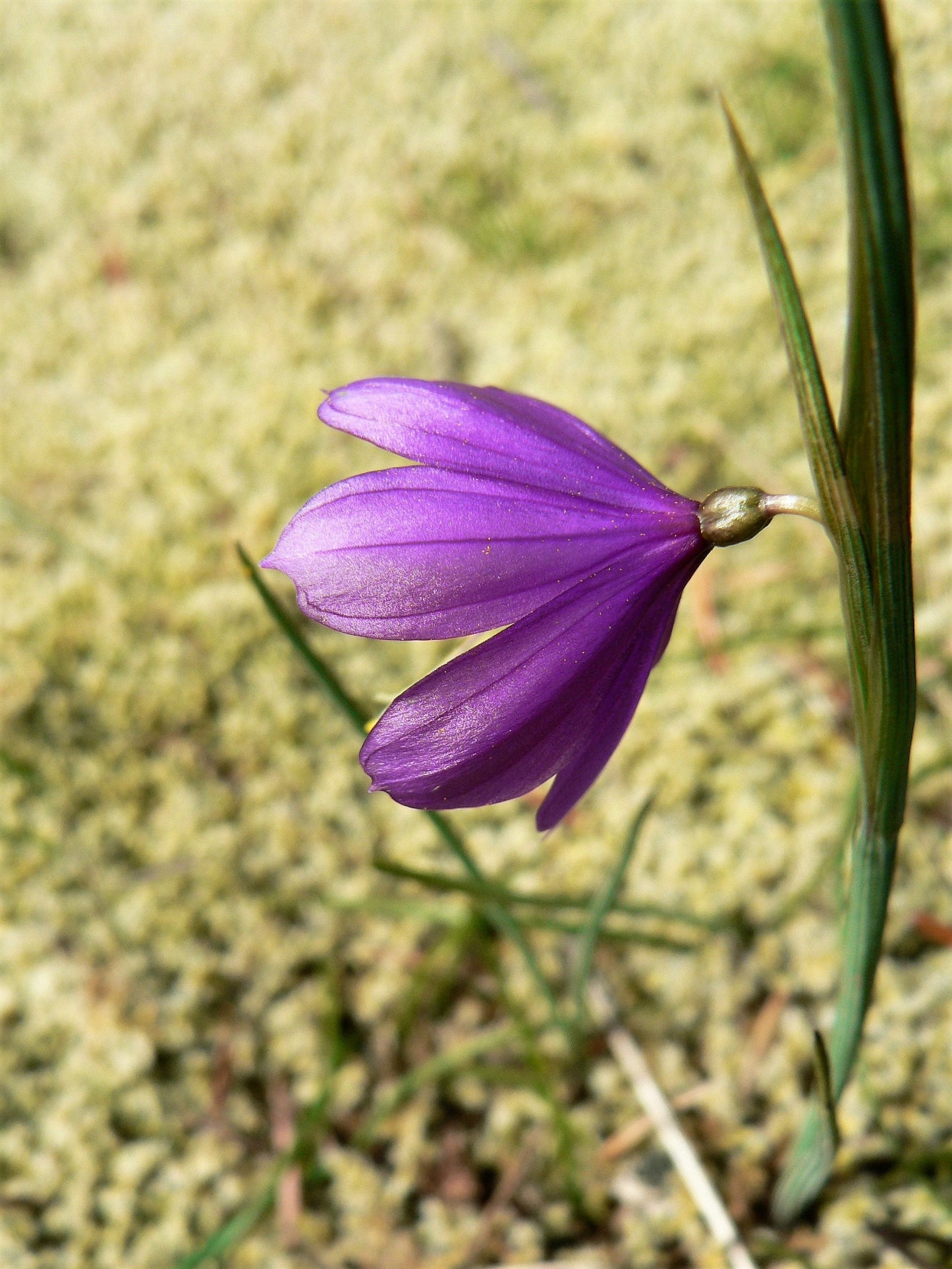 20 GRASSWIDOW Purple-Eyed Grass Sisyrinchium Inflatum syn. Olsynium Douglasii Grass Widows Reddish Purple Ornamental Grass Flower Seeds
