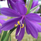 20 GRASSWIDOW Purple-Eyed Grass Sisyrinchium Inflatum syn. Olsynium Douglasii Grass Widows Reddish Purple Ornamental Grass Flower Seeds
