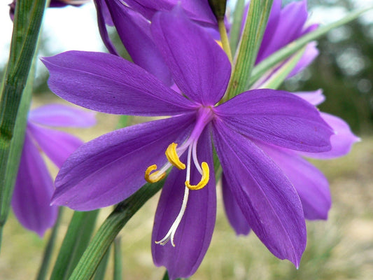 20 GRASSWIDOW Purple-Eyed Grass Sisyrinchium Inflatum syn. Olsynium Douglasii Grass Widows Reddish Purple Ornamental Grass Flower Seeds