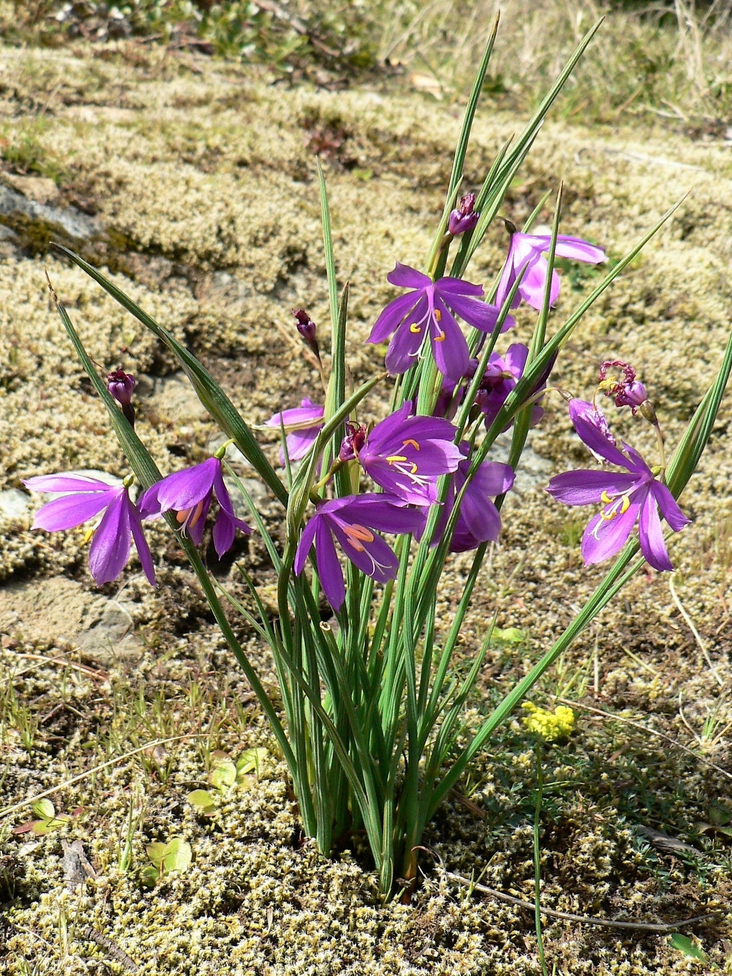 20 GRASSWIDOW Purple-Eyed Grass Sisyrinchium Inflatum syn. Olsynium Douglasii Grass Widows Reddish Purple Ornamental Grass Flower Seeds