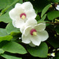 10 OYAMA MAGNOLIA TREE White Pink Flower Pink Pod Sieboldii Siebolds Shrub Seeds