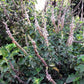 10 Java INDIAN PATCHOULI Pogostemon Heyneanus Herb Shrub Flower Fragrant Patchouly Seeds