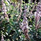 10 Java INDIAN PATCHOULI Pogostemon Heyneanus Herb Shrub Flower Fragrant Patchouly Seeds