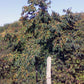 10 ITALIAN PERSIMMON TREE Dateplum Date Plum Fruit Diospyros Lotus Seeds