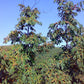 10 ITALIAN PERSIMMON TREE Dateplum Date Plum Fruit Diospyros Lotus Seeds