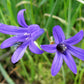 10 BLUE SIBERIAN LILY Mountain Ixia Altai Ixiolirion Tataricum Flower Seeds
