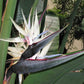 5 GIANT BIRD OF PARADISE Tree Strelitzia Nicolai Wild Banana White Crane Blue Purple Flower Houseplant Seeds