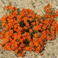100 BLUE & SCARLET PIMPERNEL Anagallis Monellii Anagallis Arvensis Flower Seeds