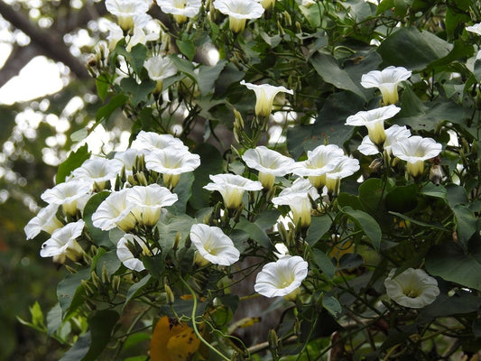 10 White CHRISTMAS VINE Turbina Flower Rivea Ipomoea Corymbosa Seeds
