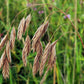 100 PRAIRIE BROME Arctic Brome Ornamental Grass Bromus Kalmii Seeds