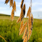 100 PRAIRIE BROME Arctic Brome Ornamental Grass Bromus Kalmii Seeds