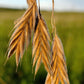 100 PRAIRIE BROME Arctic Brome Ornamental Grass Bromus Kalmii Seeds