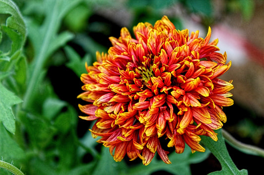 30 SUNDANCE BICOLOR GAILLARDIA Pulchella Indian Blanket Flower Seeds