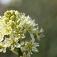 100 WHITE CAMAS Anticlea Elegans Zigadenus Camass Alkali Native Flower Seeds