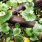 100 PIGGYBACK Plant YOUTH On AGE Tolmiea Thousand Mothers Menziesii Flower Seeds