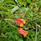 25 TWINBERRY HONEYSUCKLE Lonicera Involucrata California Bearberry Black Twin Berry Endangered Native Sun or Shade Shrub Yellow Red Hummingbird Flower Seeds