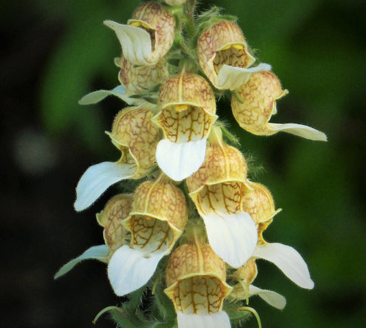 200 GRECIAN FOXGLOVE Wooly Digitalis Lanata Hummingbird White Yellow Purple Brown Flower Seeds