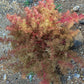 50 SEAFOAM Zeechium Teloxys Aristata Model Miniatures Sea Foam Red Flower Seeds