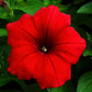 500 Fire Chief RED PETUNIA Nana Compacta Sun Annual AAS Winner Fragrant Hummingbird Flower Seeds