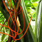 5 BAMBOO PALM Chamaedorea Seifrizii Reed or Parlor Palm Tree Sun Shade Houseplant Seeds