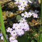 1000 California MOUNTAIN PHLOX Linanthus Grandiflorus Leptosiphon Flower Seeds