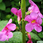 10 Cheron PINK HARDY GLOXINIA Incarvillea Delavayi Flower Seeds