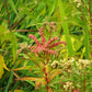 500 Virginia DITCH STONECROP SEDUM Penthorum Sedoides Star Fruit Flower Seeds