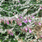 20 CAT THYME Teucrium Marum aka Cat Crack, Kitty Crack, & Mediterranean Germander Silvery Foliage Red Purple Flower Herb Sub-Shrub Seeds