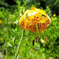 15 WESTERN HYBRIDS LILY Tiger, Leopard, Lemon, Alpine, Kellogg - Mixed Colors Pink, Red, Yellow, Orange - Native Lilium Flower Seeds