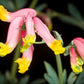 50 ROCK HARLEQUIN Pink & Yellow Corydalis Sempervirens Flower Seeds