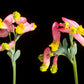 50 ROCK HARLEQUIN Pink & Yellow Corydalis Sempervirens Flower Seeds