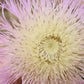 25 AMERICAN ROSE (Centaurea Aloha / American Starflower / American Basket Flower / America Starthistle) Centaurea Americana Flower Seeds