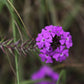 500 Purple HARDY MOSS VERBENA Tenuisecta Fragrant Flower Seeds
