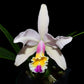 Cattleya Luciana C